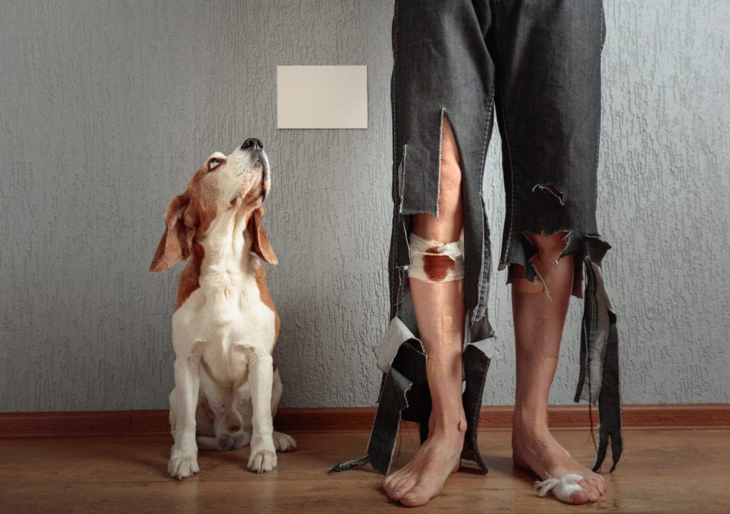 Dog Bites